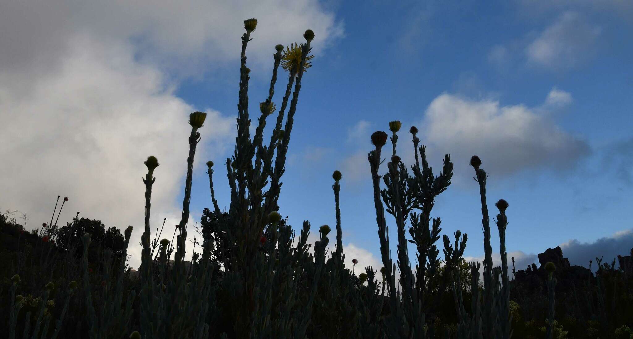 Image of Leucospermum reflexum var. luteum J. P. Rourke