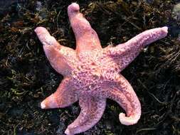 Image of Giant Pink Sea Star