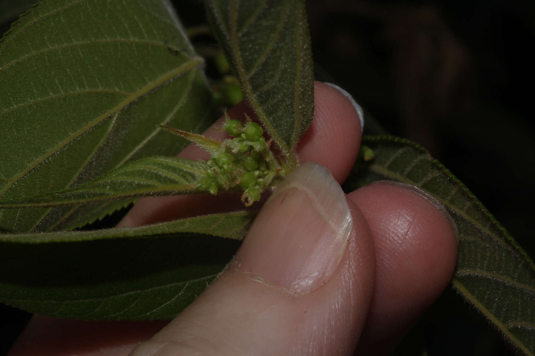 Image de Trema micrantha (L.) Bl.