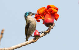 Image of Green-headed Sunbird