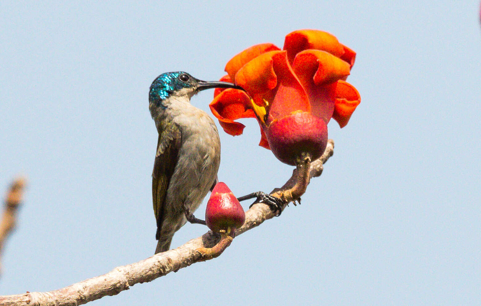 Image of Green-headed Sunbird