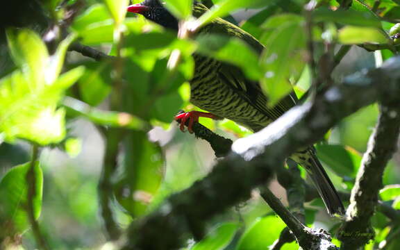 Image of Barred Fruiteater