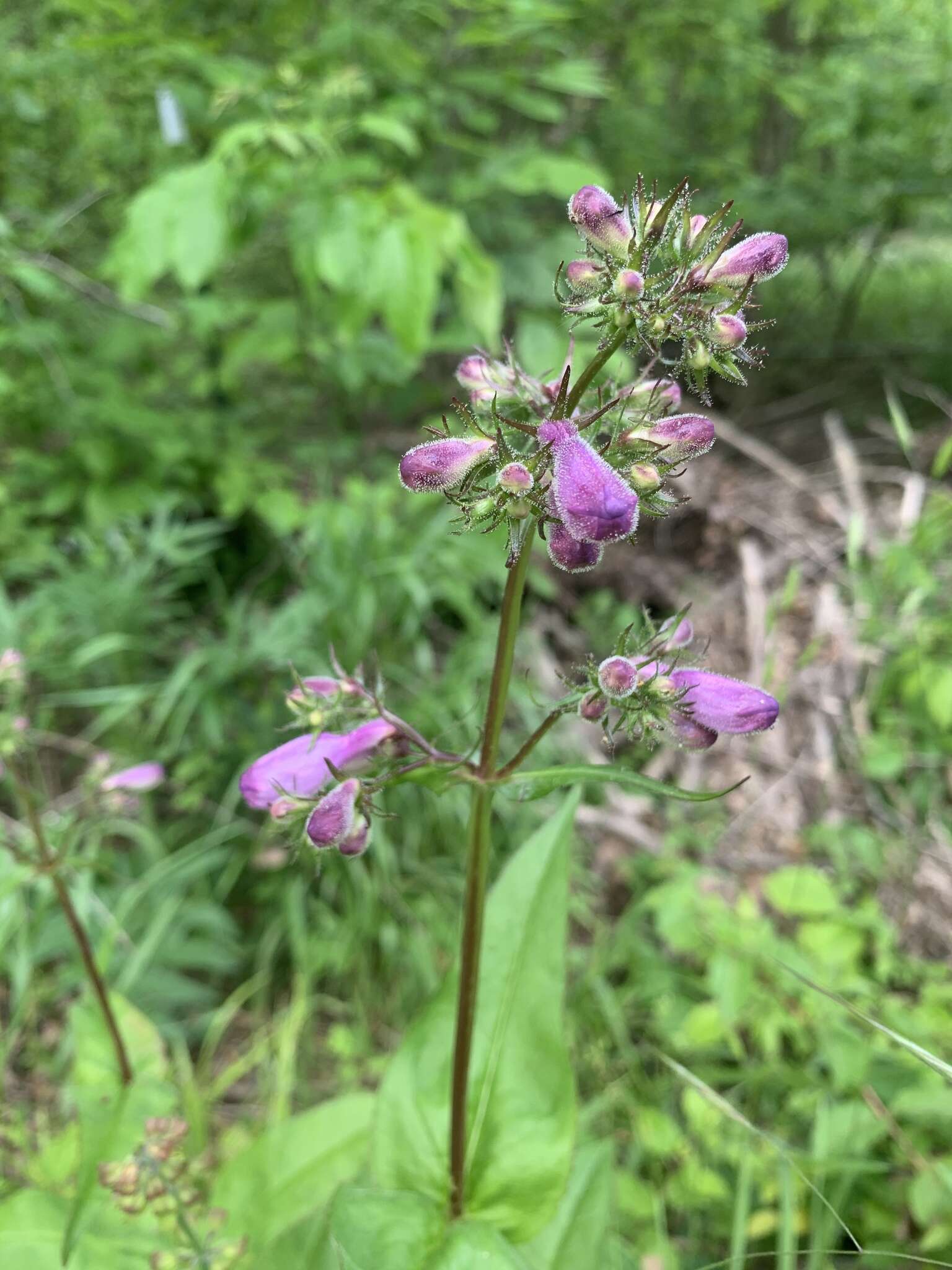 Image of longsepal beardtongue