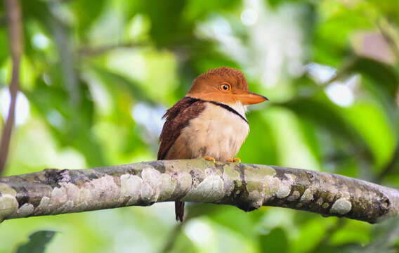 Image of Collared Puffbird