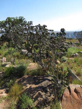 Image of Transvaal milk plum