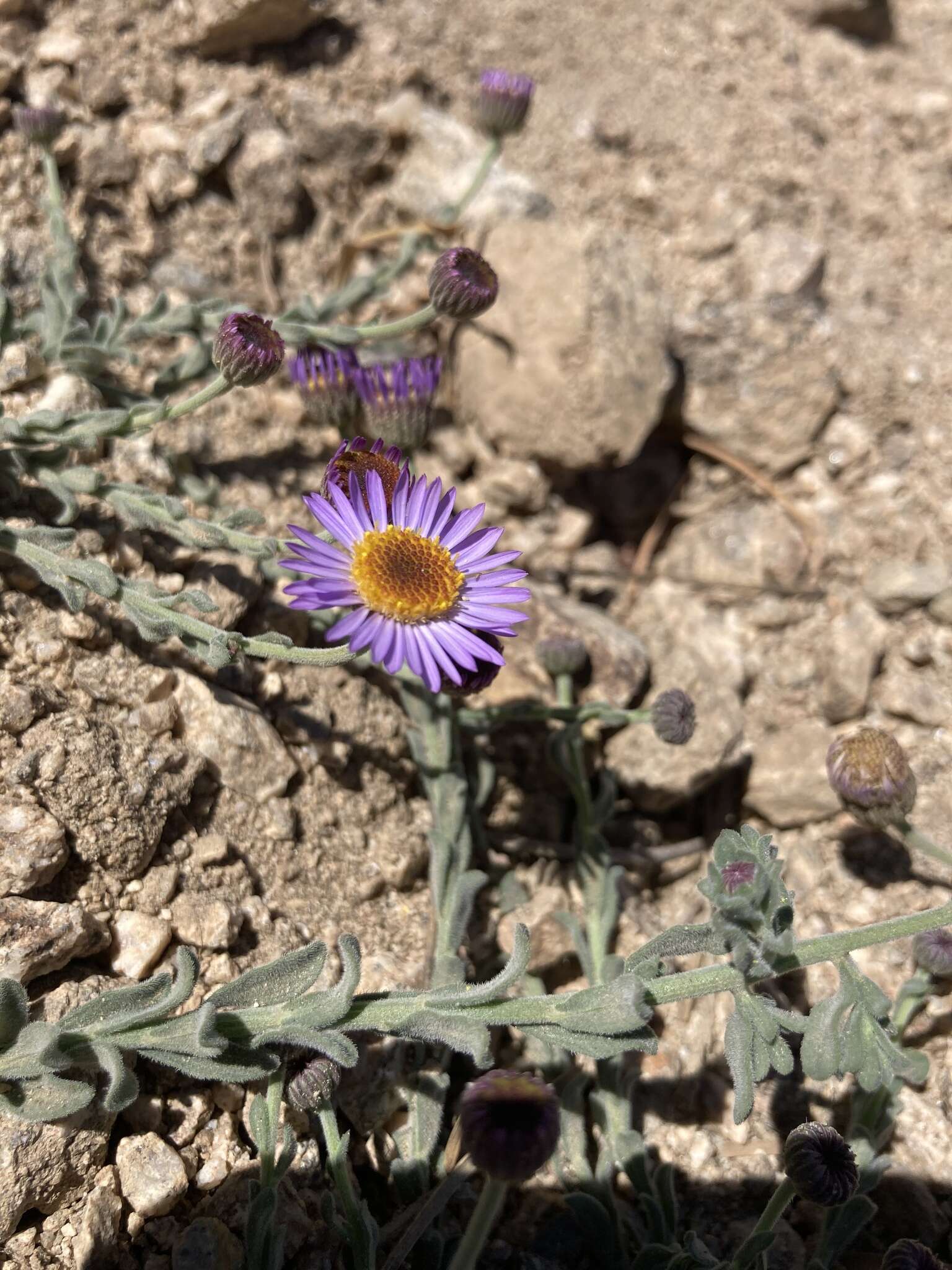 Image of Brewer's fleabane