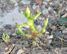 Image of glasswort