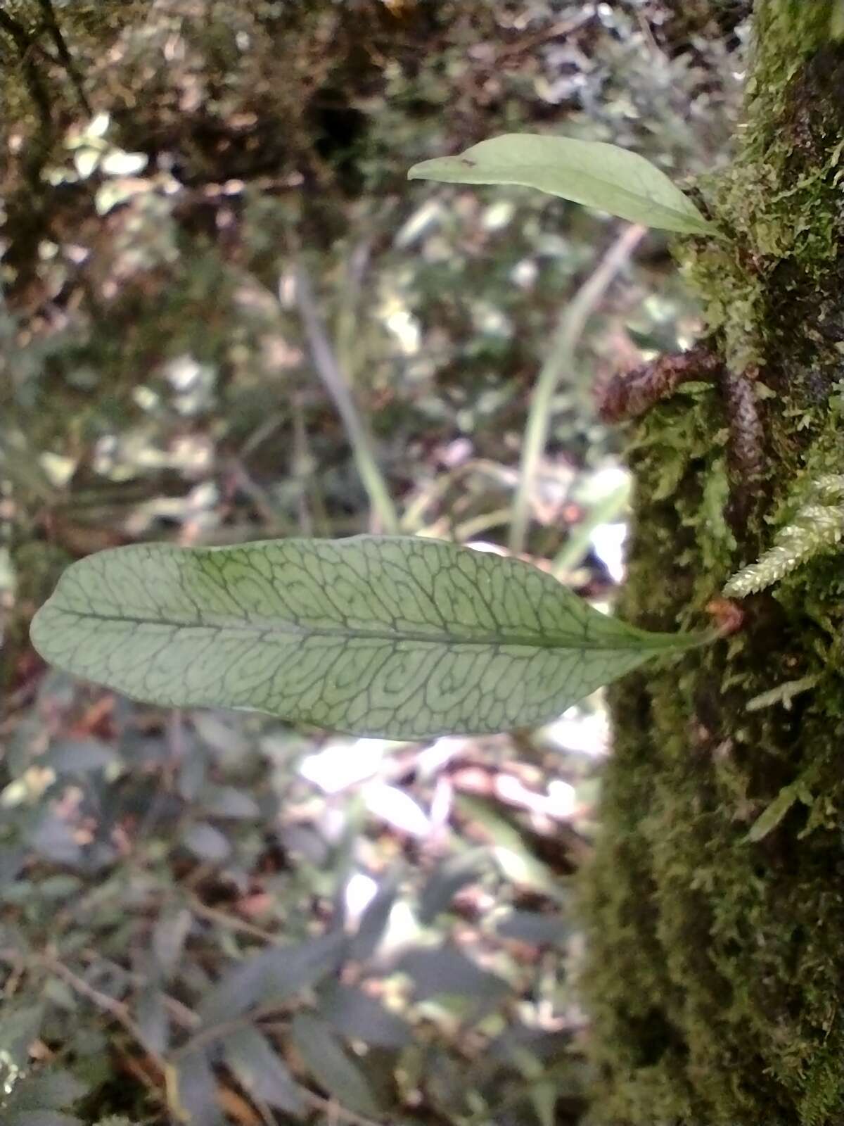 Image of Microgramma squamulosa (Kaulf.) Sota