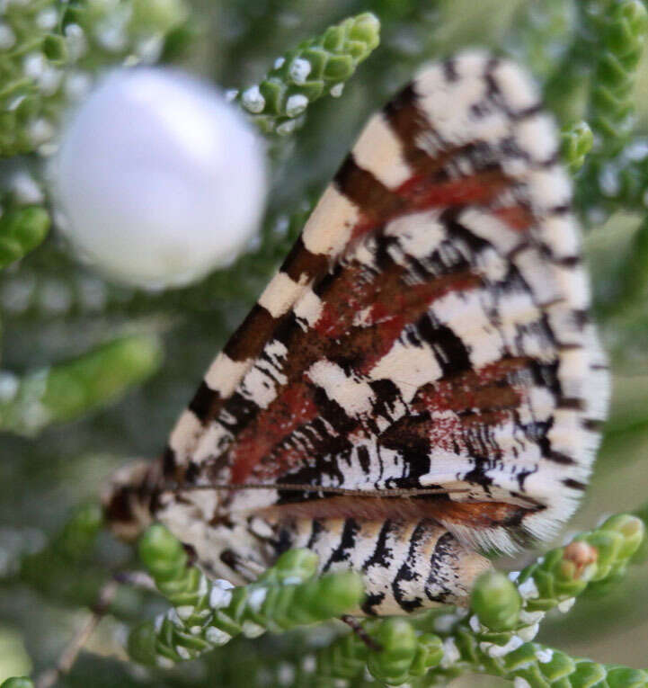 Image of Stamnodes tessellata Packard 1873