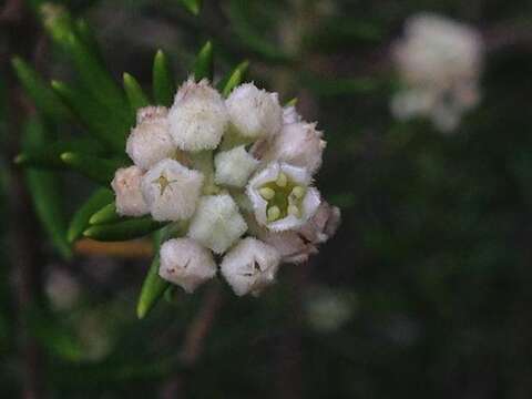 Image of Phylica axillaris Lam.