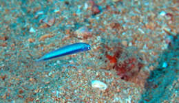 Image of Blue hana goby