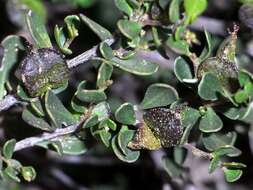 Image of Dodonaea bursariifolia F. Müll.