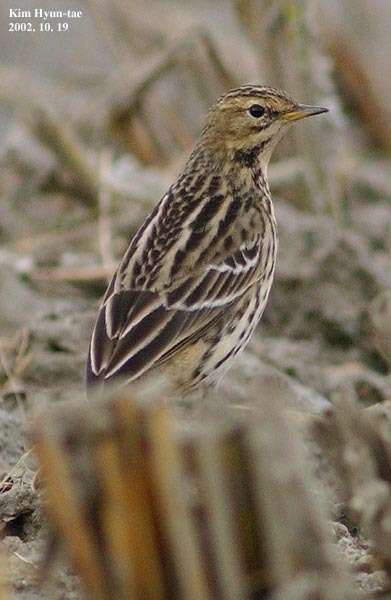 Image of Red-throated Pipit