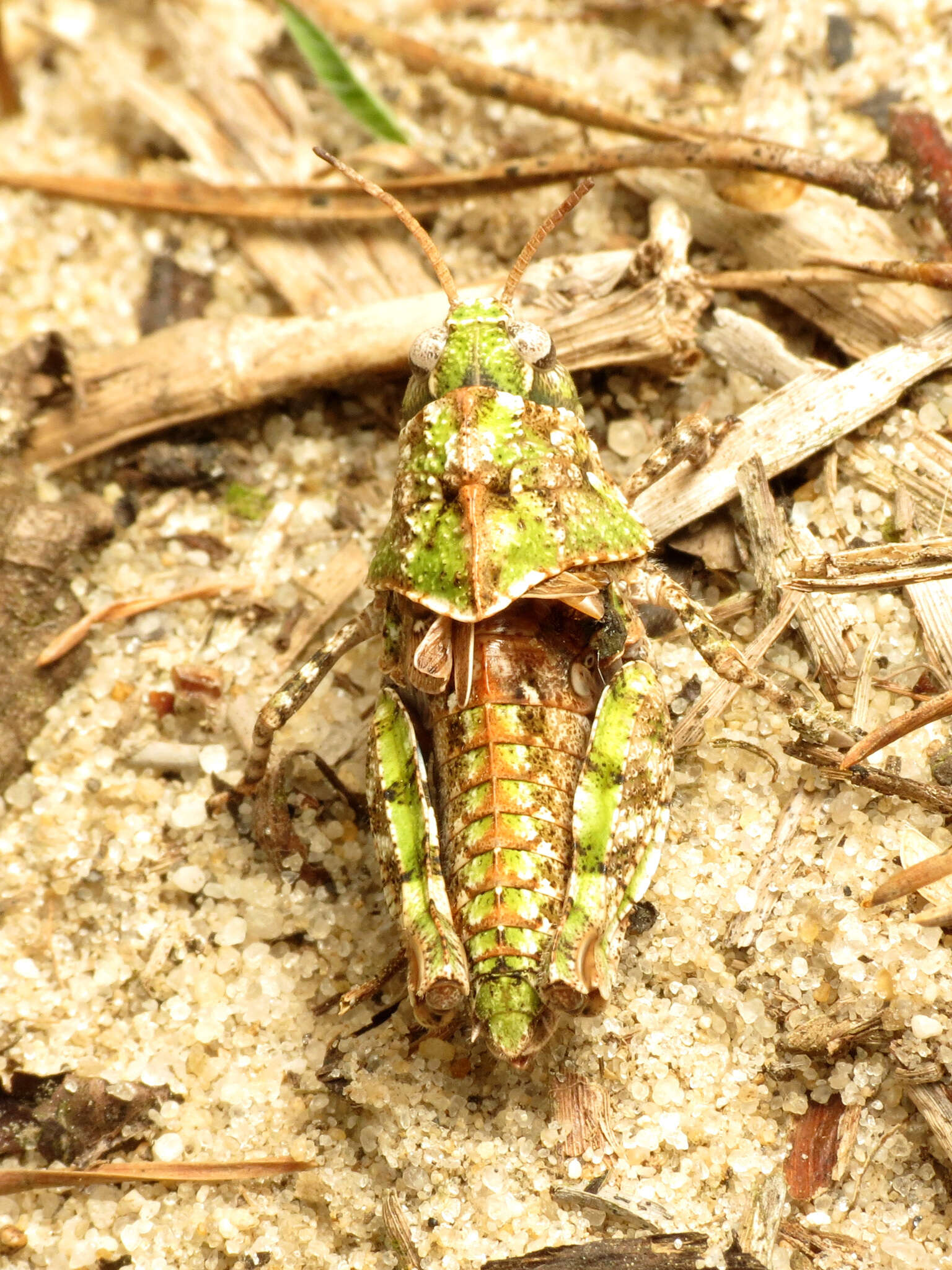 Слика од Pardalophora phoenicoptera (Burmeister & H. 1838)