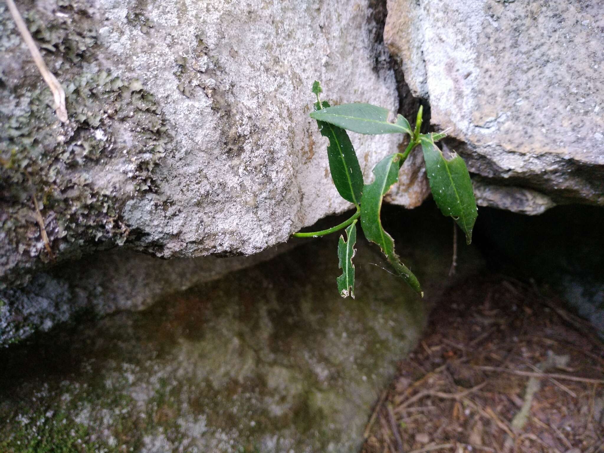 Image of Euonymus semenovii Regel & Herd.