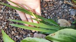 صورة Crocosmia aurea subsp. aurea