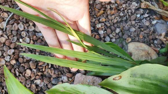 صورة Crocosmia aurea subsp. aurea