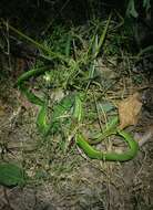 Image of Nepal pitviper