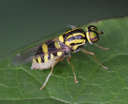 Image of Oxycera variegata Olivier 1811