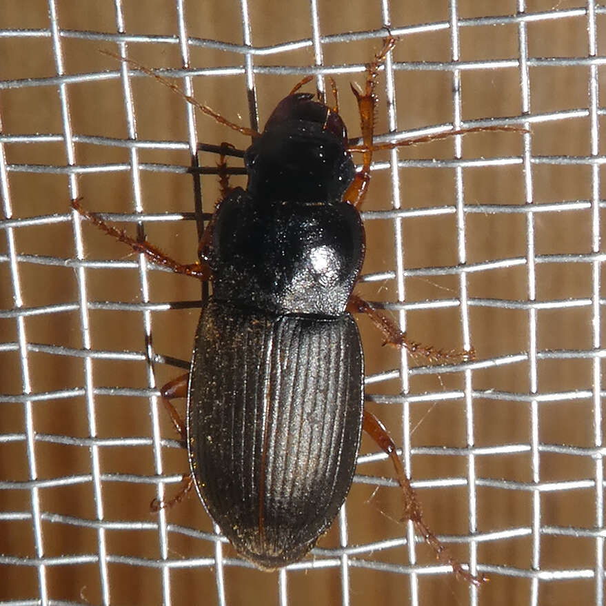 Image of Ground beetle