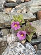 Image of compact monkeyflower