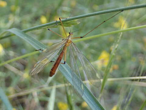 Image of Bittacus chlorostigma MacLachlan 1881