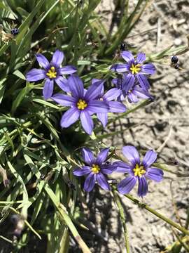 Image of Idaho blue-eyed grass