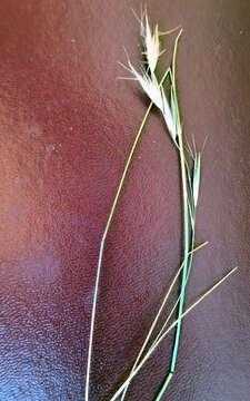 Image of Grass