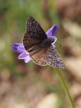 Image of Erynnis propertius Scudder & Burgess 1870