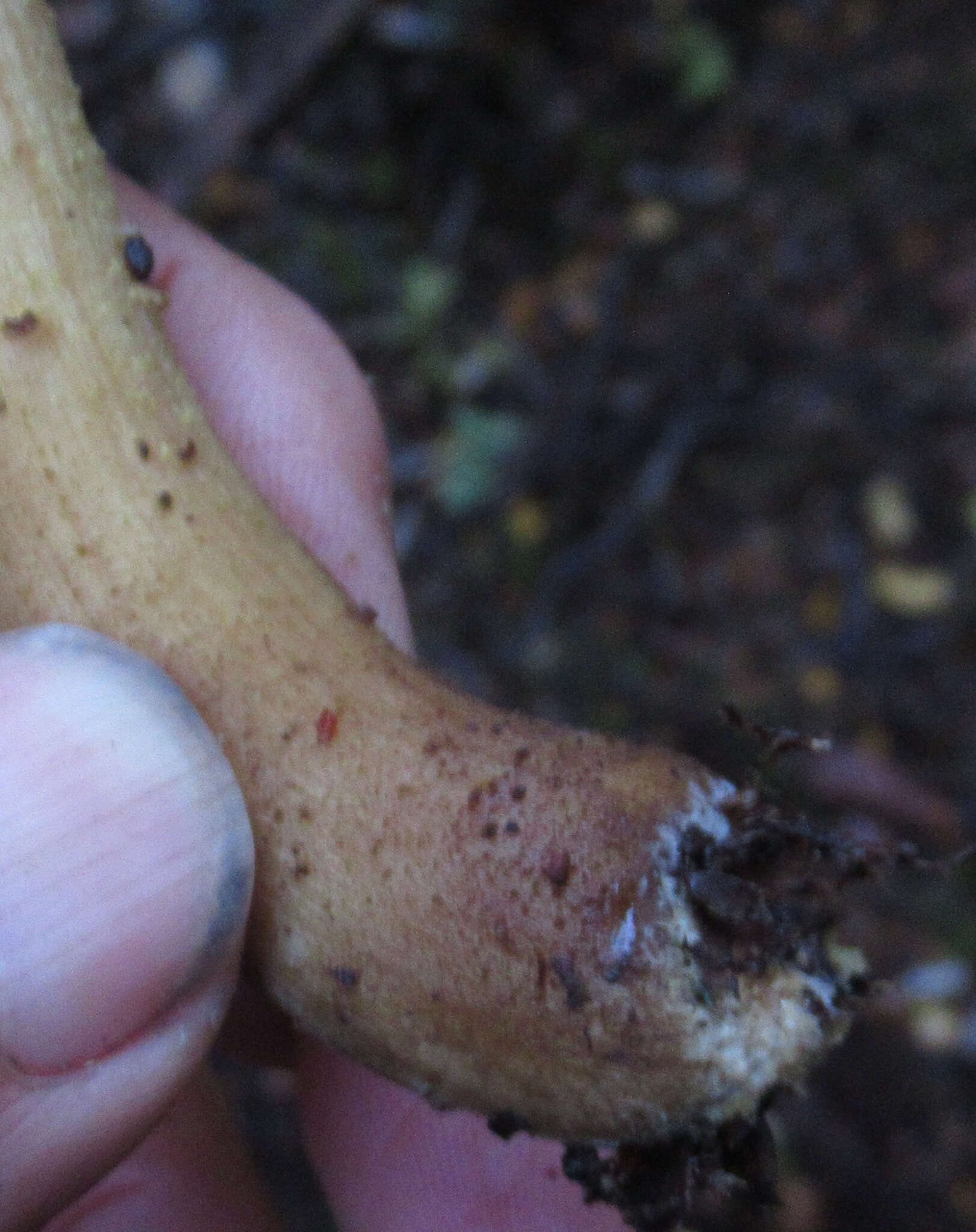 Image of Armillaria limonea (G. Stev.) Boesew. 1977