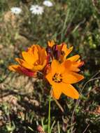 Image of spotted African cornlily