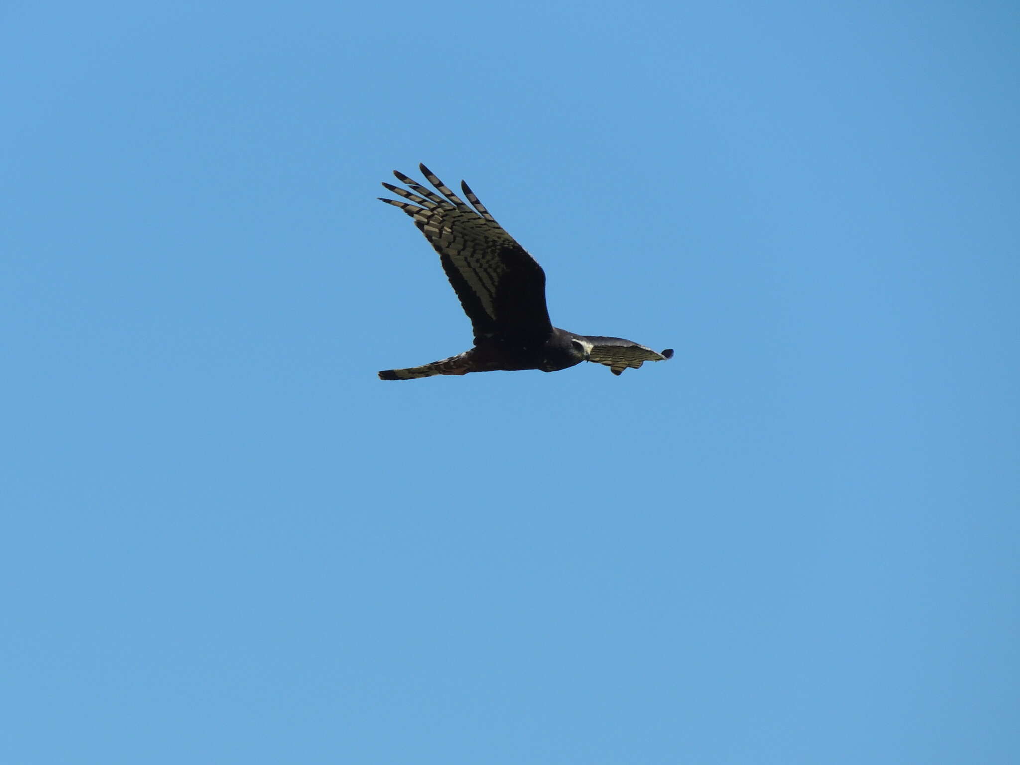 Image of Long-winged Harrier