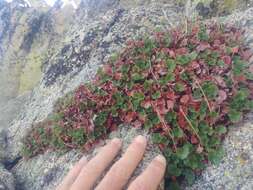 Image de Heuchera elegans Abrams