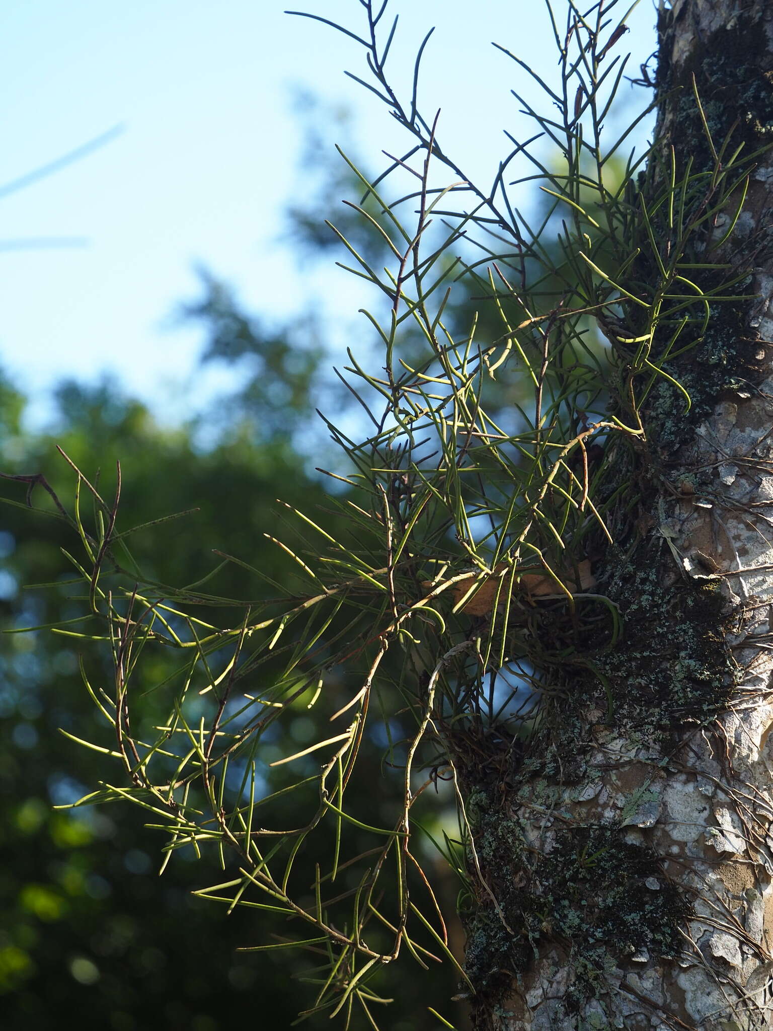 Imagem de Luisia teres (Thunb.) Blume