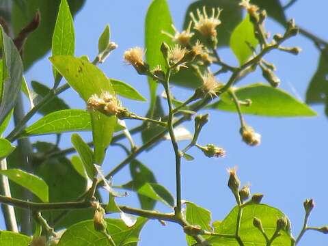 Image of Distephanus anisochaetoides (Sond.) H. Rob. & B. Kahn