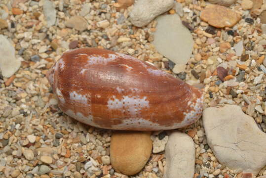 Image of tulip cone