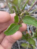 Image of Dodonaea dodecandra (Domin) M. G. Harr.