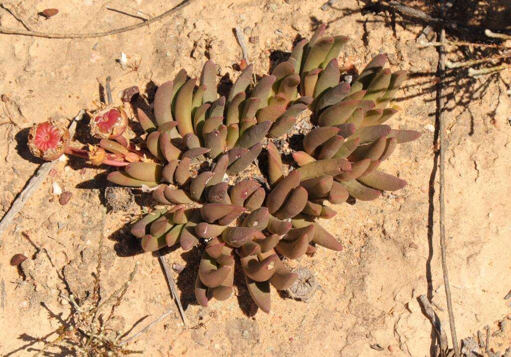 Cephalophyllum subulatoides (Haw.) N. E. Br. resmi