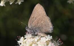 صورة Satyrium auretorum (Boisduval 1852)