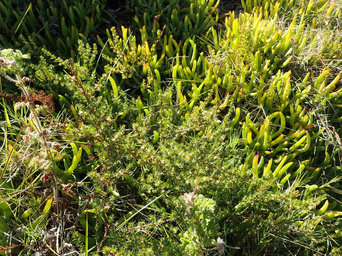 Imagem de Cliffortia filifolia var. arenaria C. Whitehouse