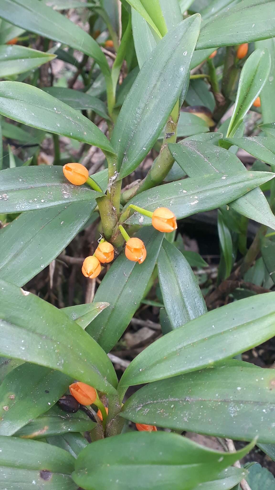 Image of Maxillaria jamesonii (Rchb. fil.) Garay & C. Schweinf.