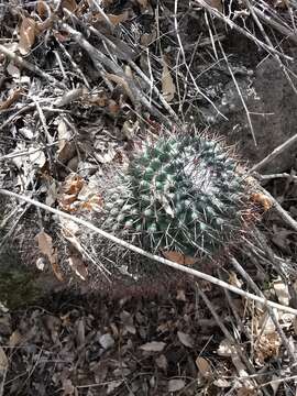 Image of Mammillaria polythele Mart.