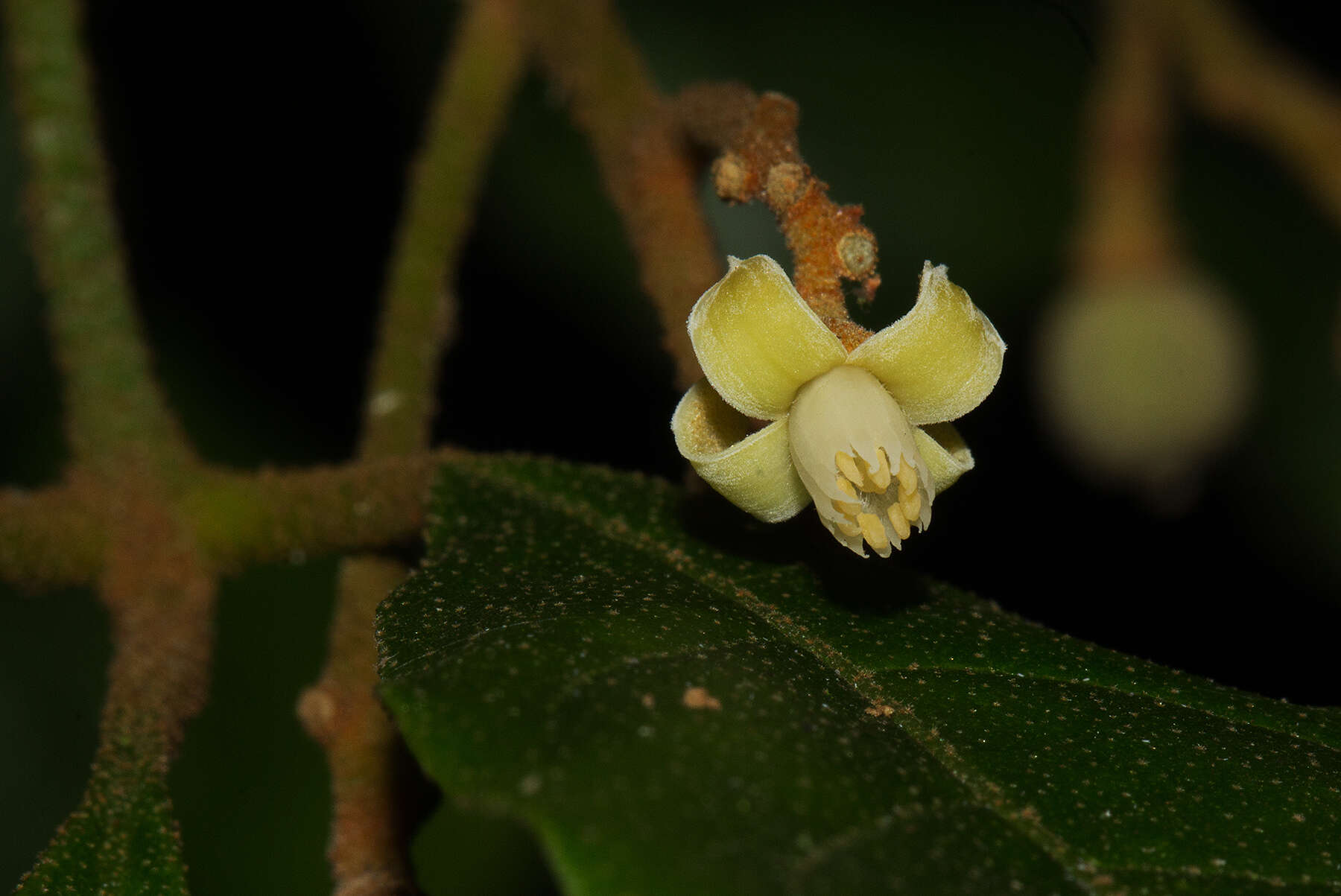 صورة Lepidotrichilia volkensii (Gürke) Leroy