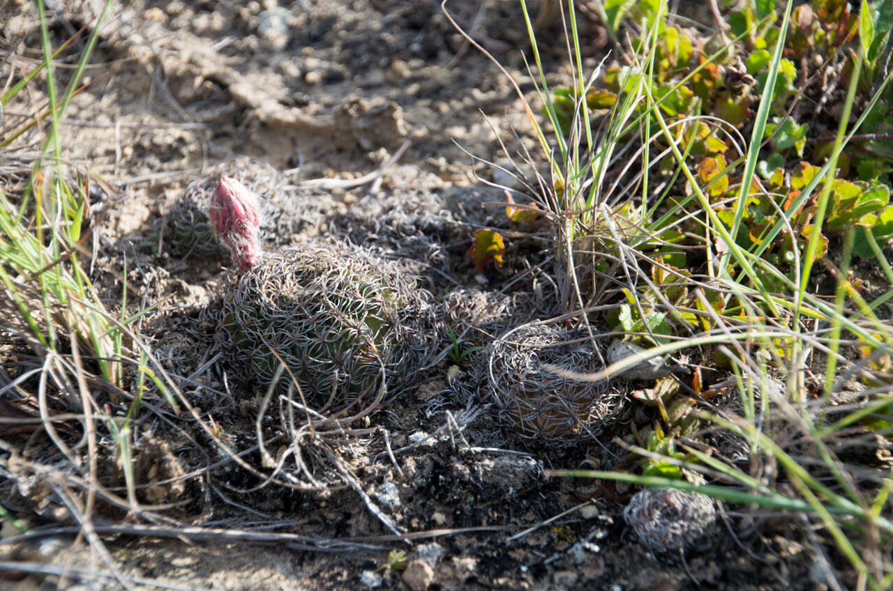 Image of Echinopsis arachnacantha (Buining & F. Ritter) H. Friedrich