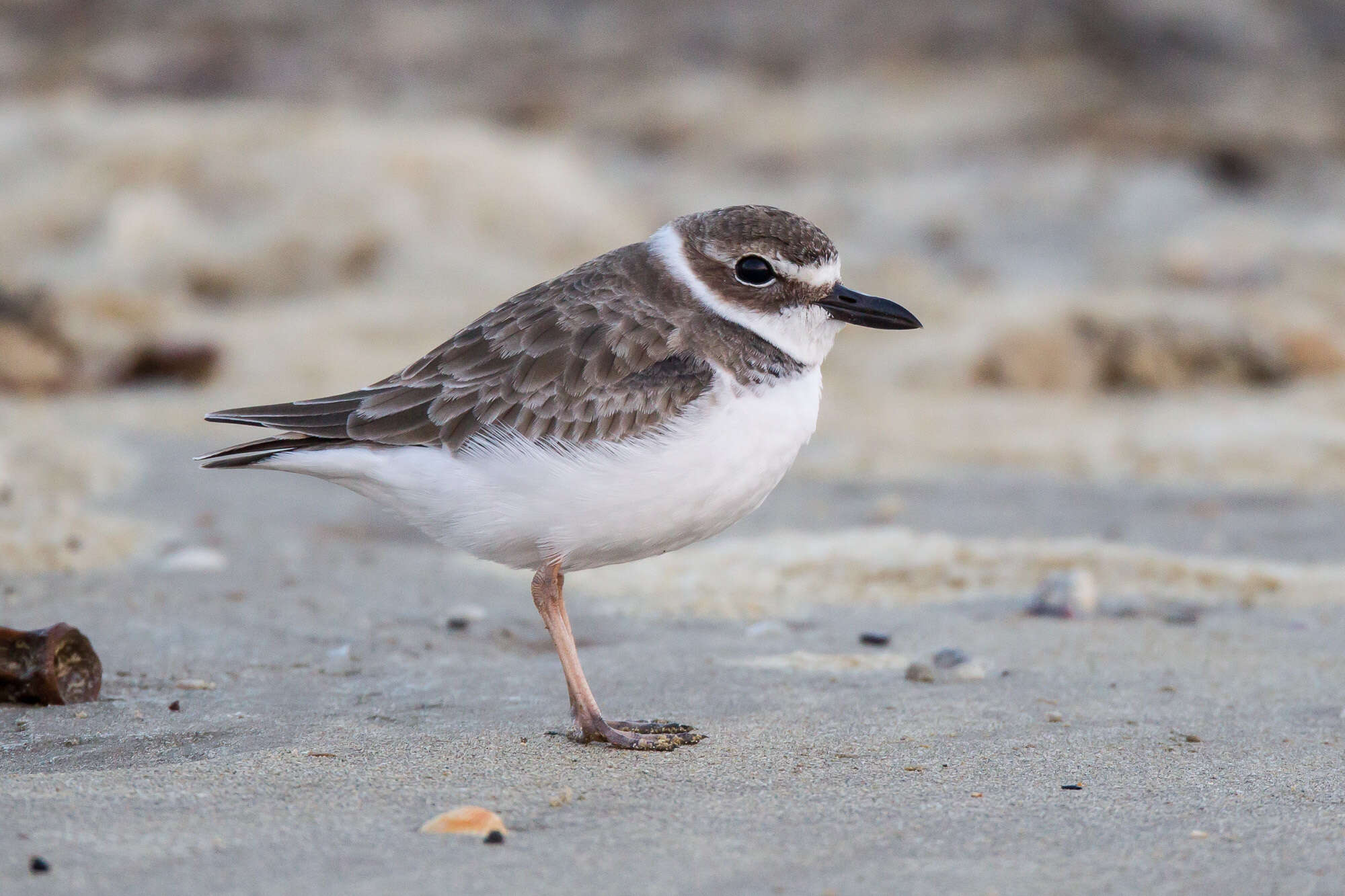 Charadrius wilsonia Ord 1814 resmi