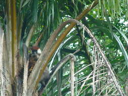 Image of Collared Mangabey