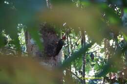 Image of Red-necked Woodpecker