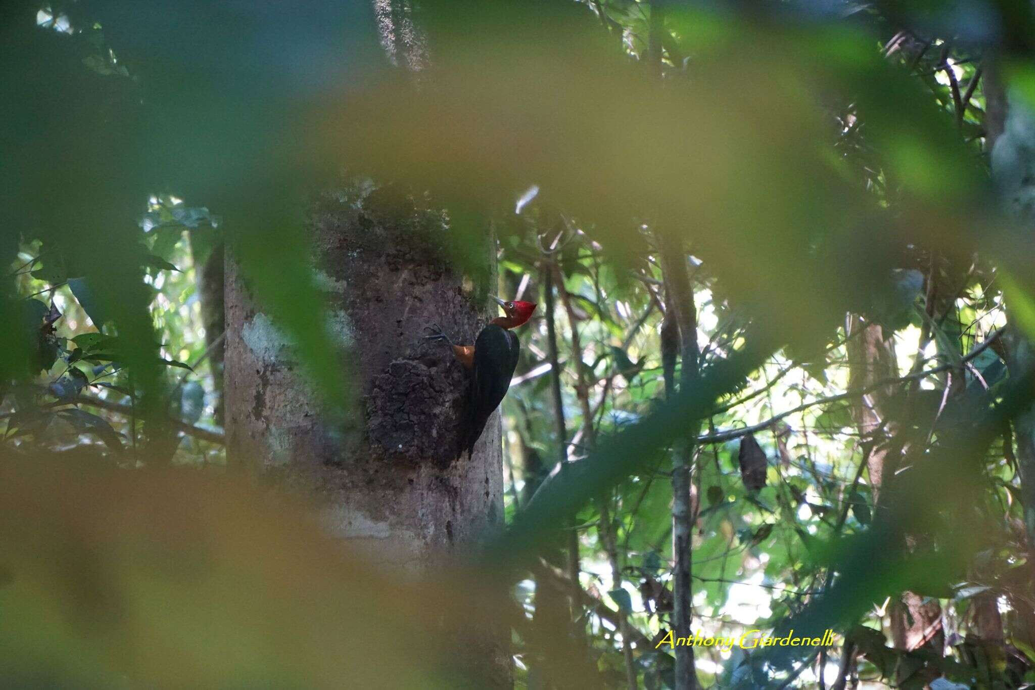 Image of Red-necked Woodpecker