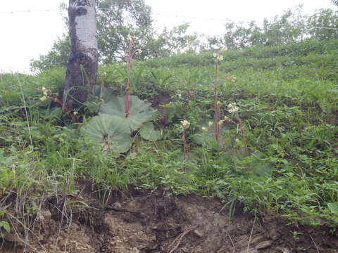 Image of Begonia monophylla Pav. ex A. DC.