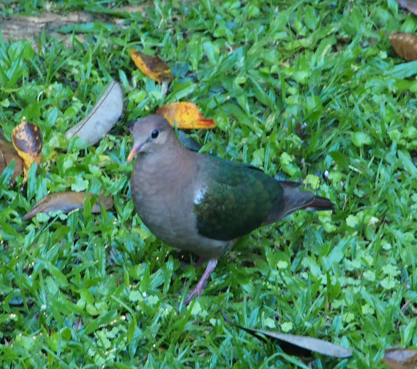 Sivun Chalcophaps longirostris Gould 1848 kuva